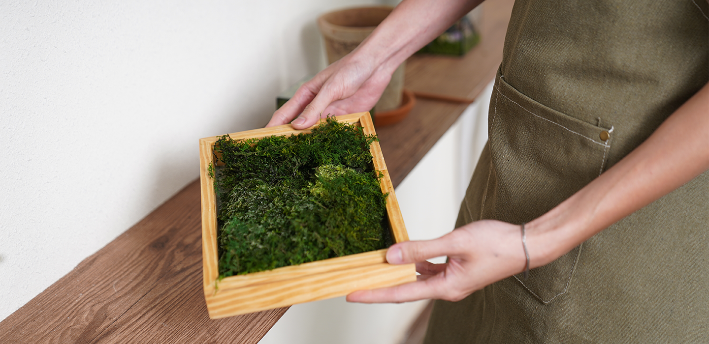 A Comprehensive Guide to Preserved Moss