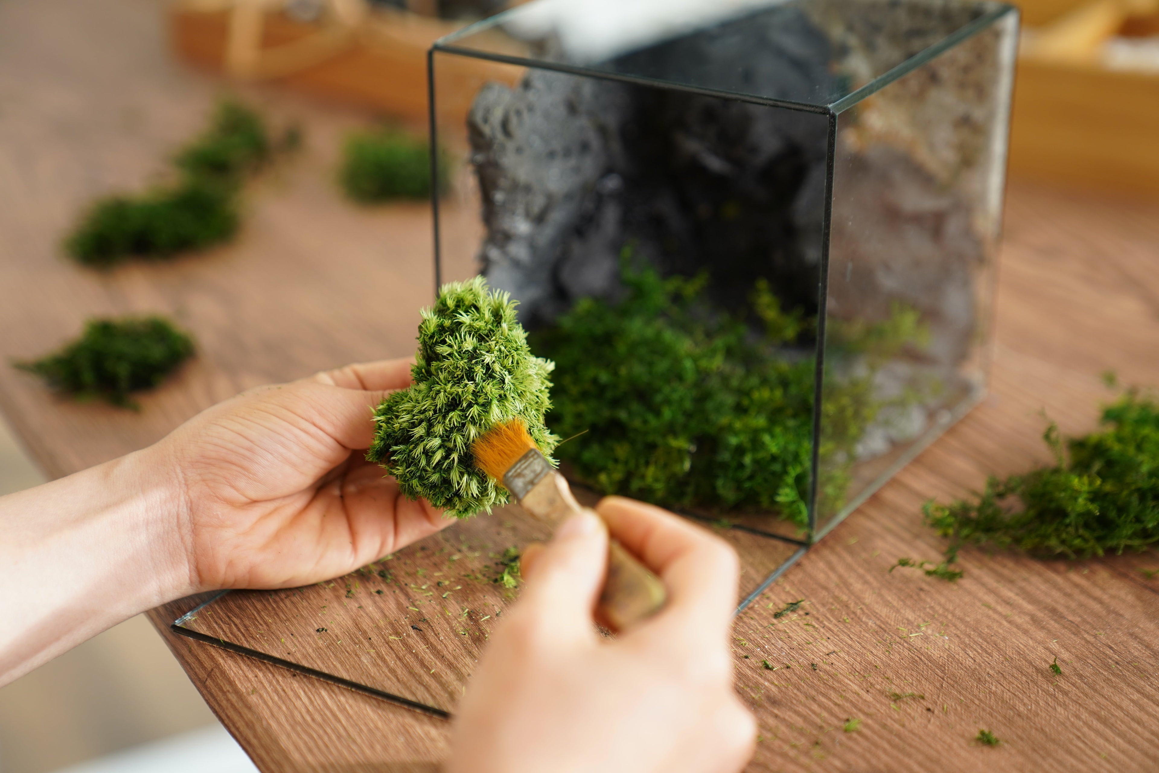 Long-Lasting Beauty: The Reason Behind TerraMoss’s Choice of Preserved Moss
