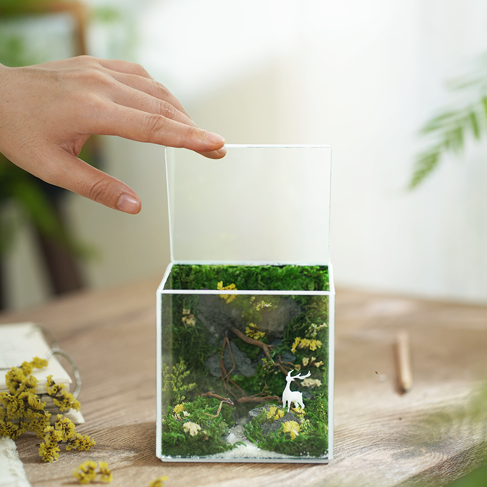 Dream of Forest Cubic 10x10: A Tiny Moss Forest  Bringing Peace and Luck